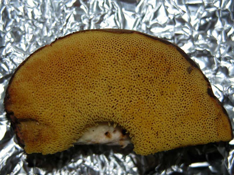 Xerocomus d.d.